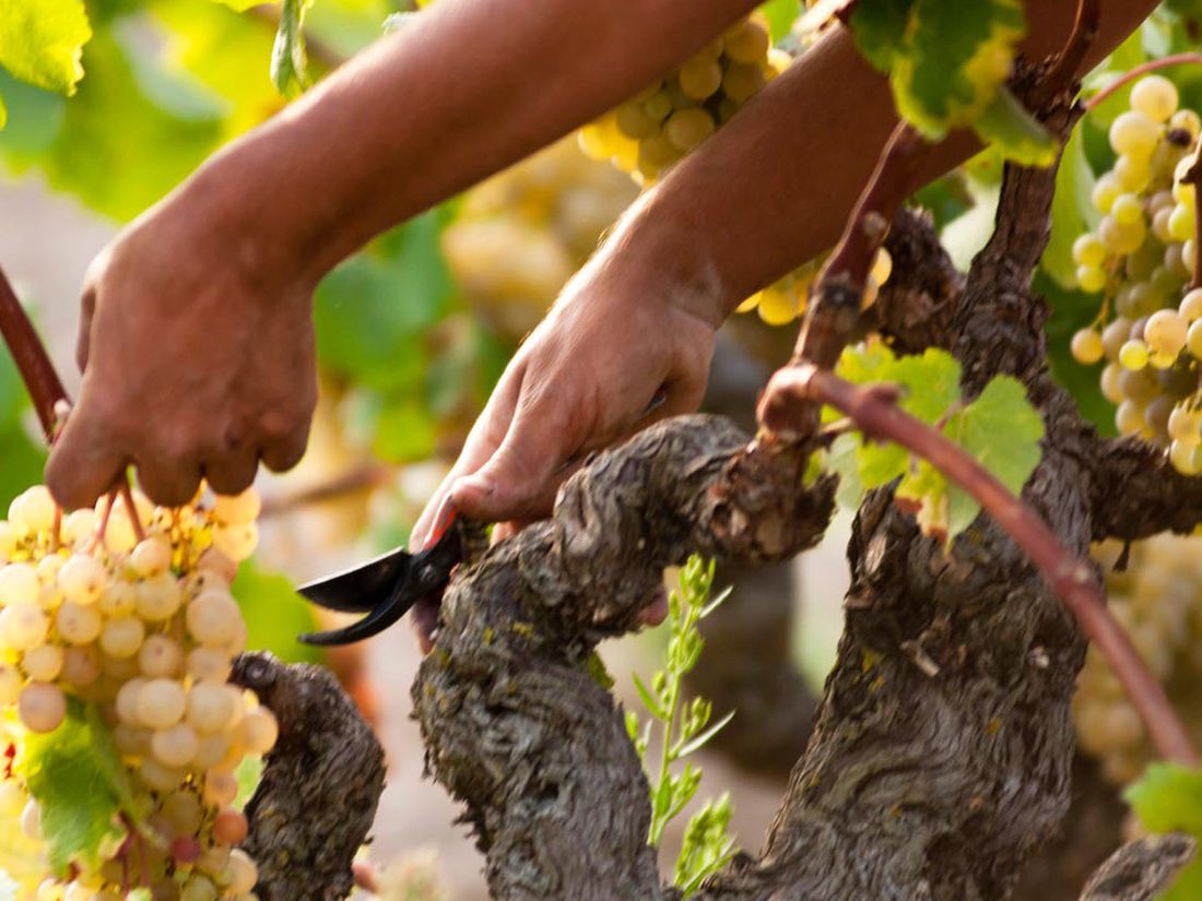 Ručná práca vo vinici Oliver Viticultors