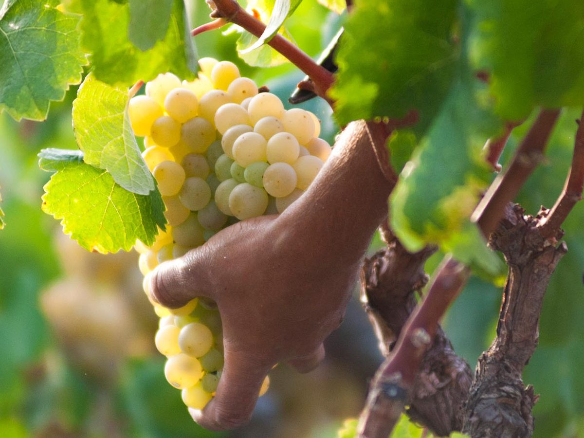Dozreté hrozno vo vinici Oliver Viticultors