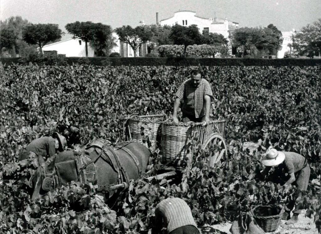 Historické vinobranie na majeri Parés Baltà
