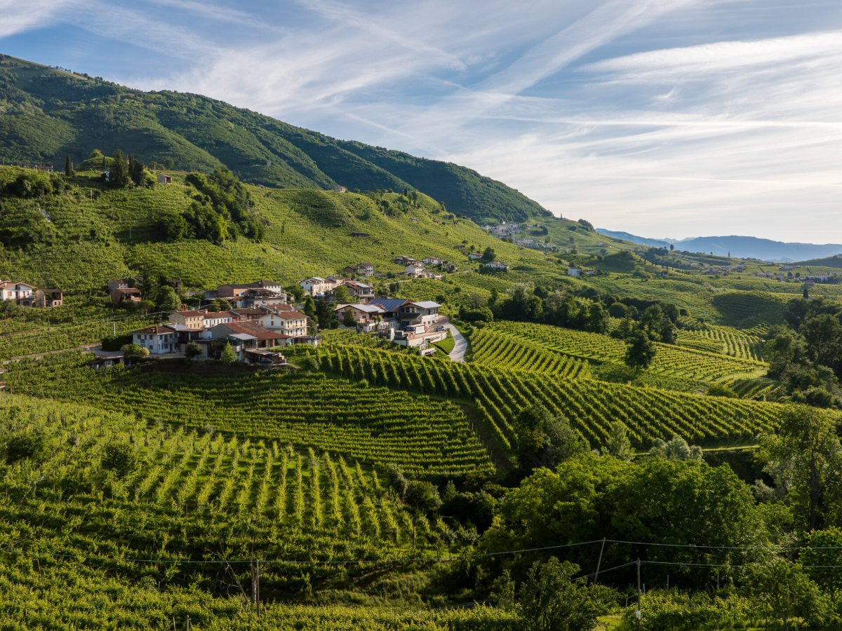 Vinice Rebuli v kopcoch nad Valdobbiadene