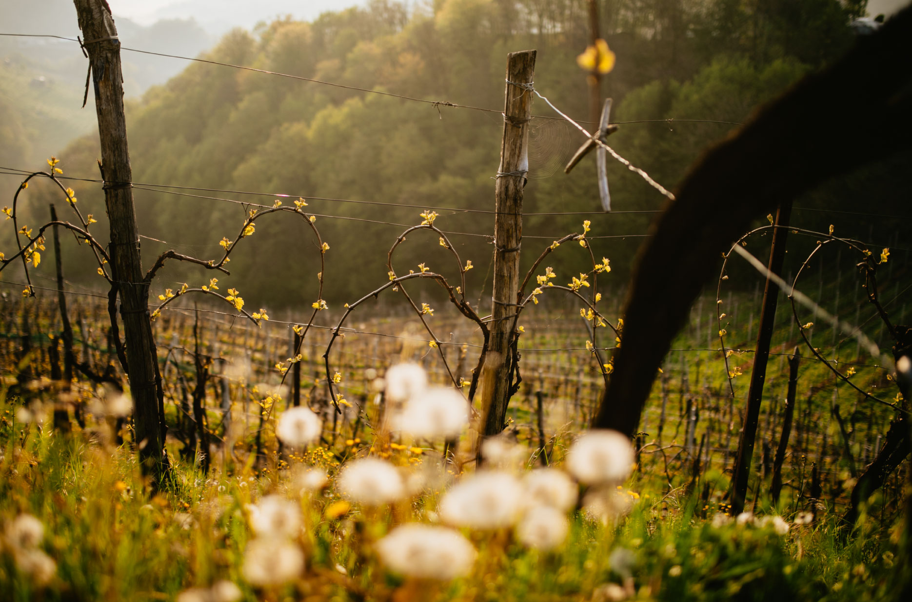 Vinice Riva dei Frati na kopcoch Valdobbiadene