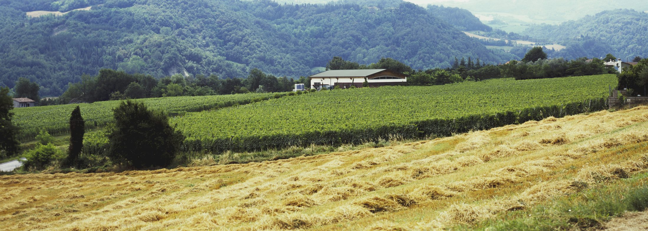 Vinice a budova vinárstva Tenuta Santa Lucia v Alta Valle del Savio