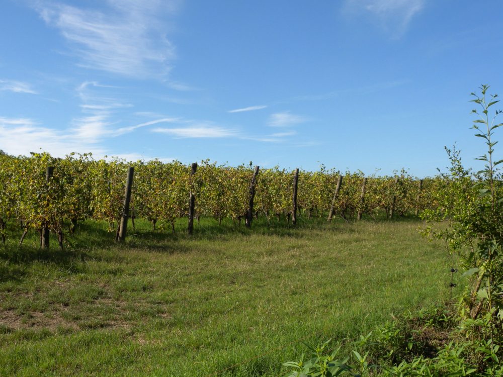 Vinica Tenuta Santa Lucia so zatrávneným medziradím