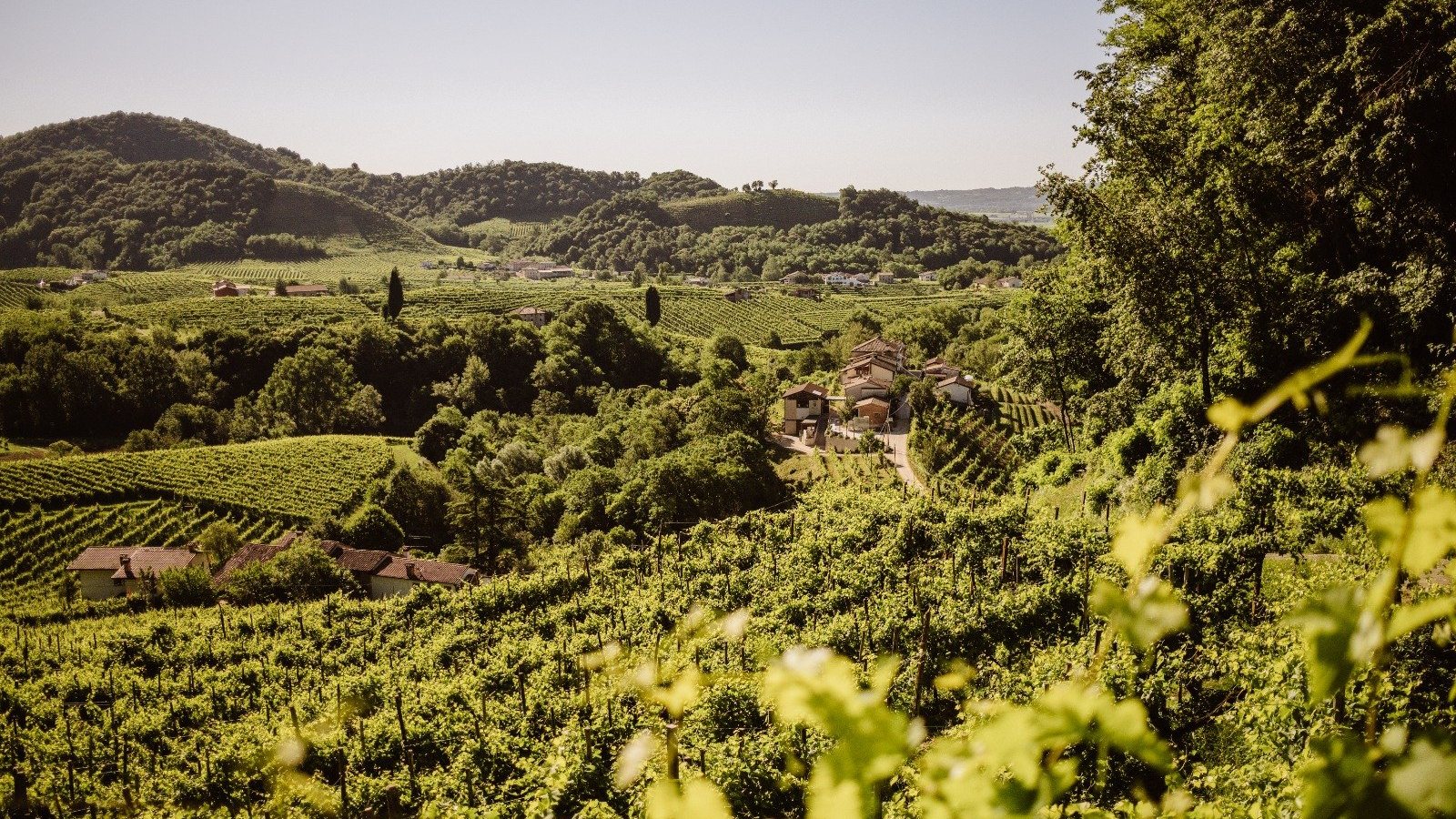 Vinice na kopcoch Valdobbiadene nad obcou Saccol