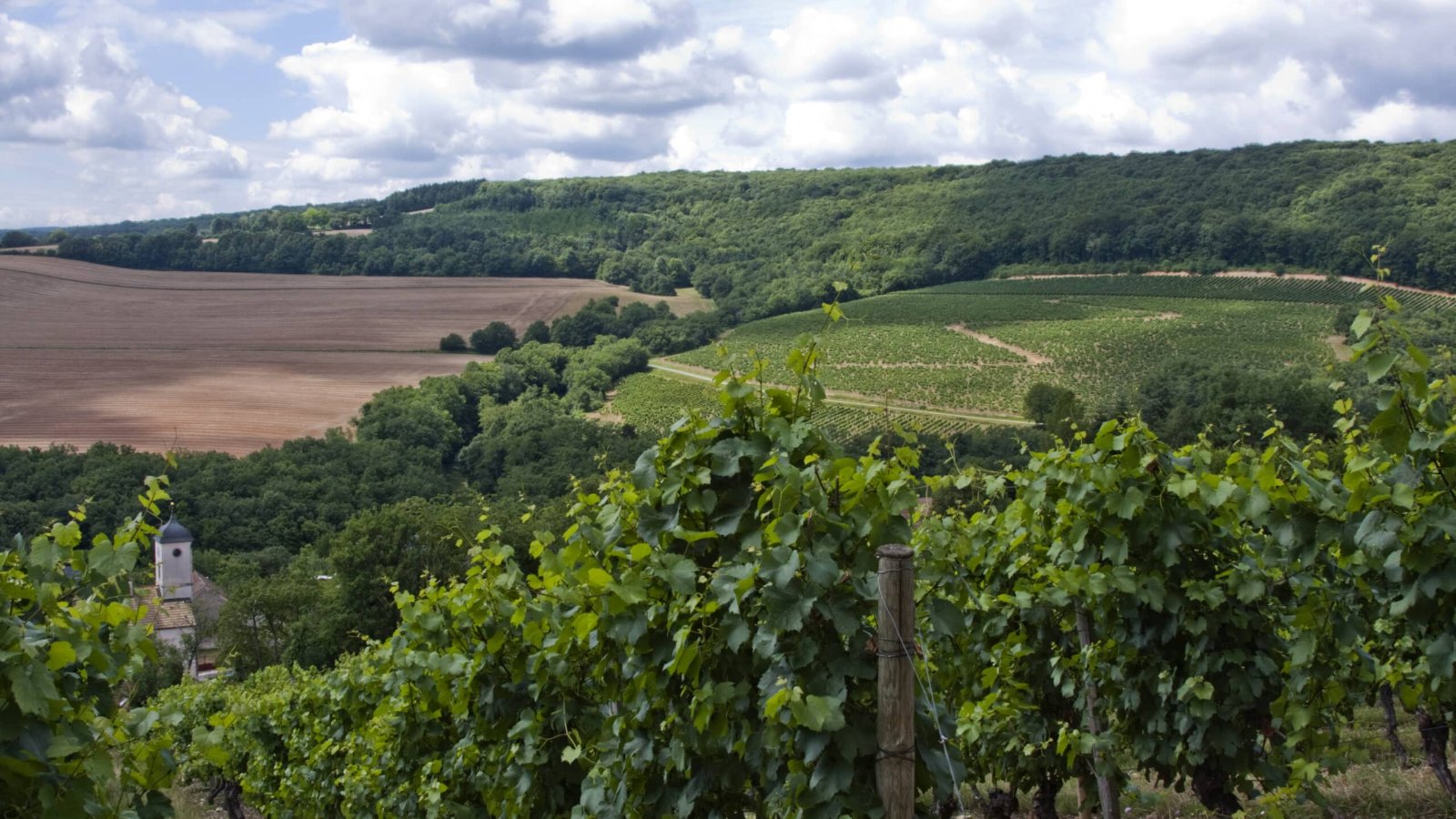 Vinice Veuve Ambal v Burgundsku