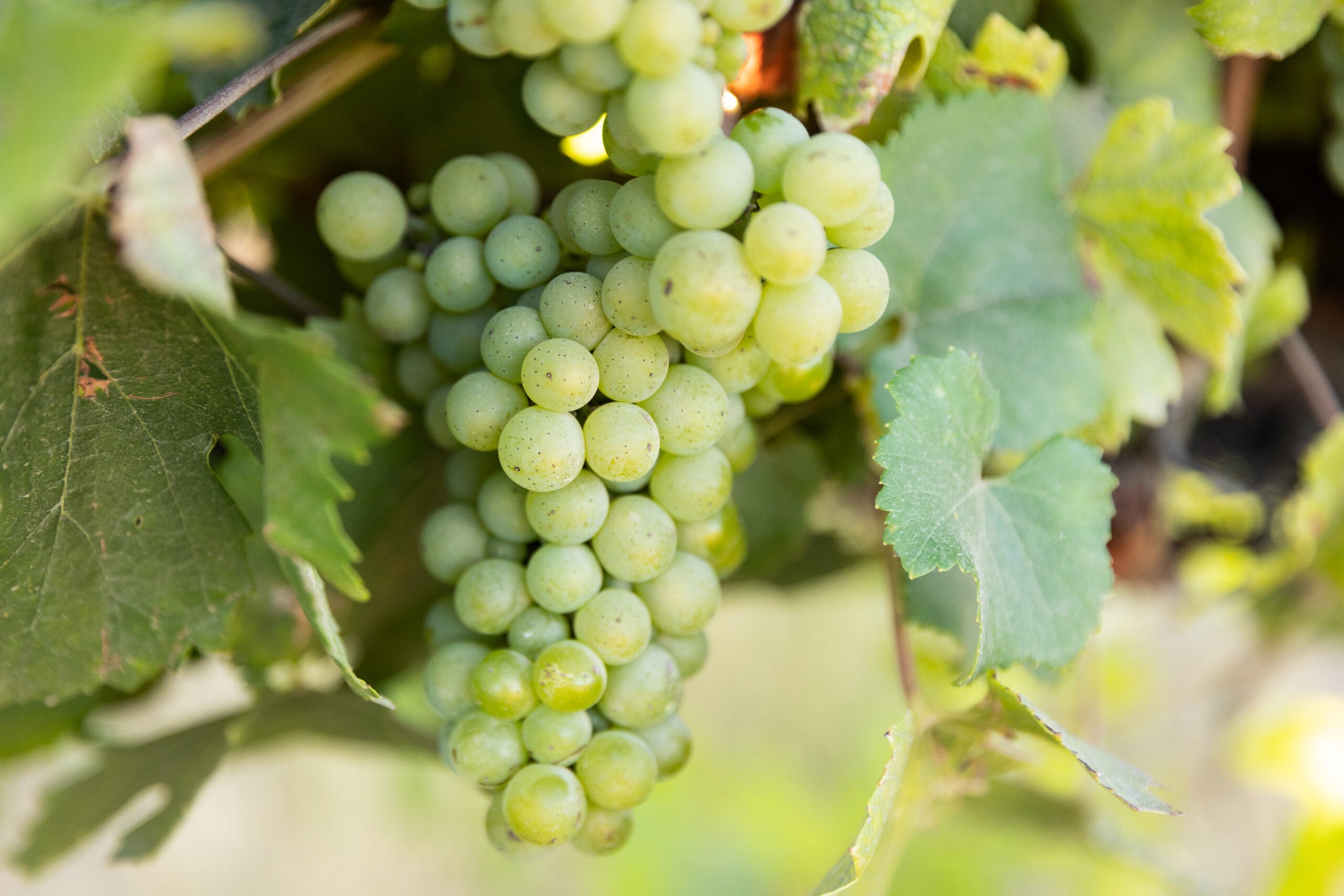 Strapce Chardonnay vo vinici Wente v Kalifornii