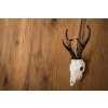 srnec artur zavesny 01