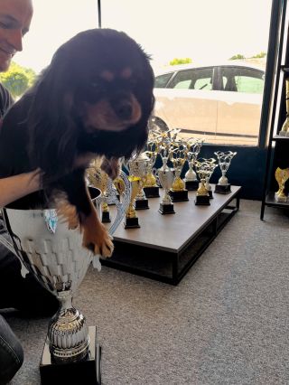 Lola, head of the quality committee 🩷 #dogshow #winners #champion