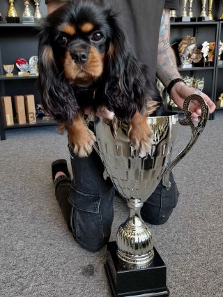 Lola, head of the quality committee 🩷 #winners #champion #dogshow