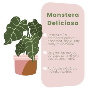 Monstera, oblíbená rostlina, není jen krásná, ale i plná zajímavostí! Zjistěte více o tomto zeleném zázraku a jak se o ni...