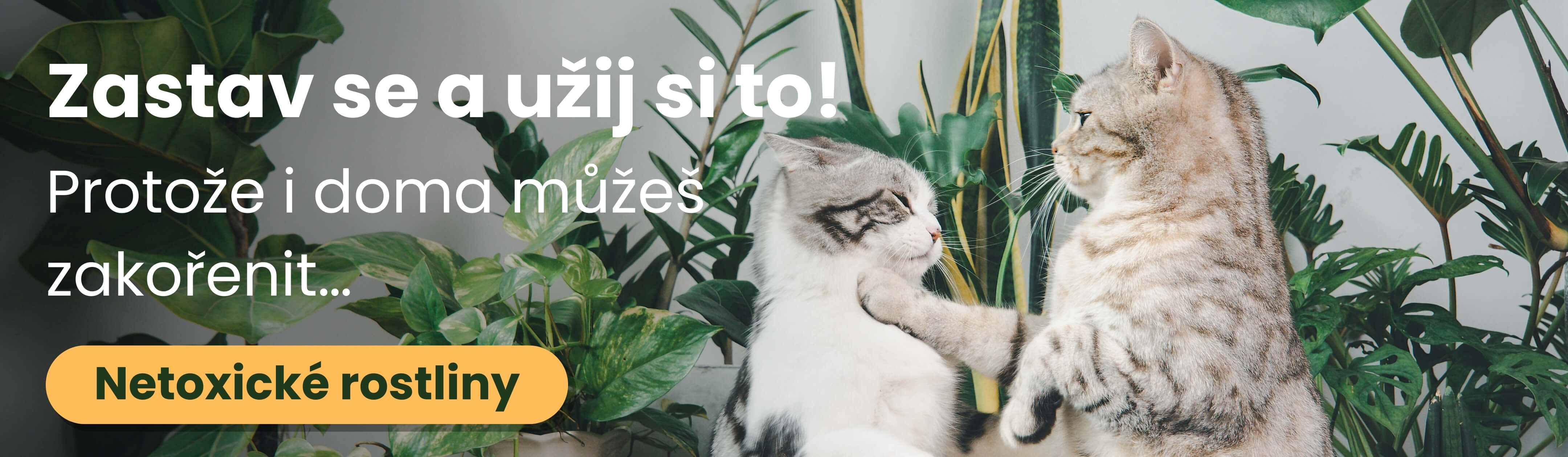 Netoxické - hlavní PC