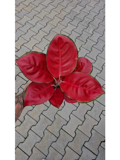 Agla red china