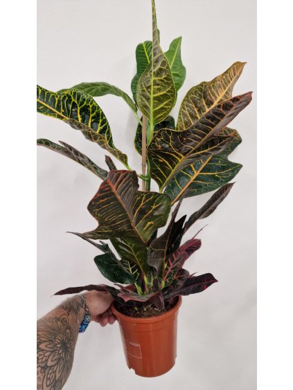 Codiaeum excelent