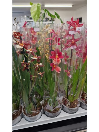 Cambria mix
