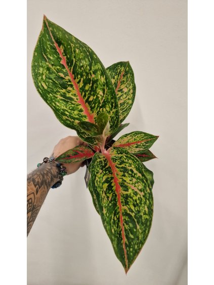 Agla lychee red2