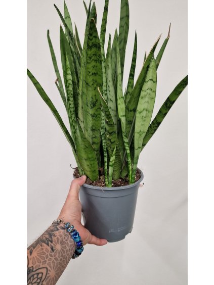 Sanseviera xxl