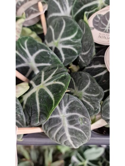 Alocasia ninja2
