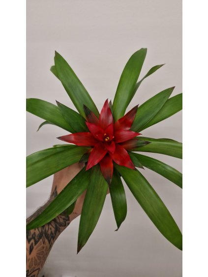 Guzmania blitz2