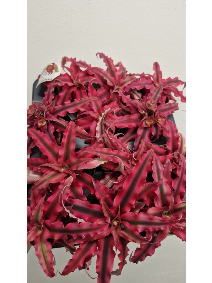 Cryptanthus ruby star