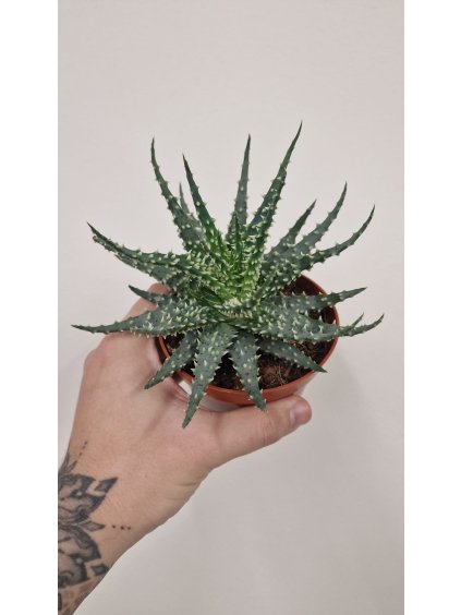 Aloe humilus