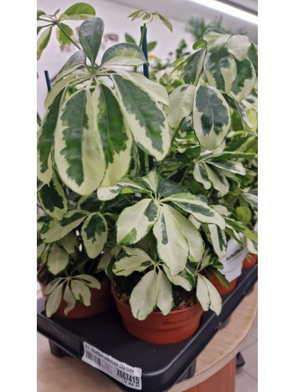 Schefflera charlotte