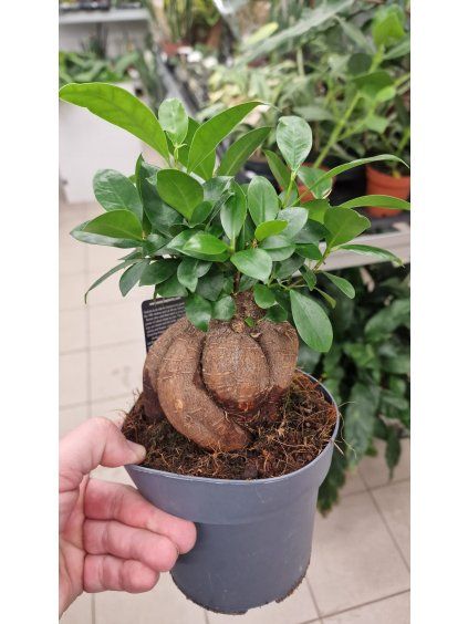 Ficus ginseng