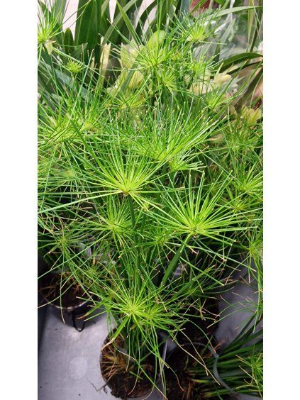Cyperus haspan