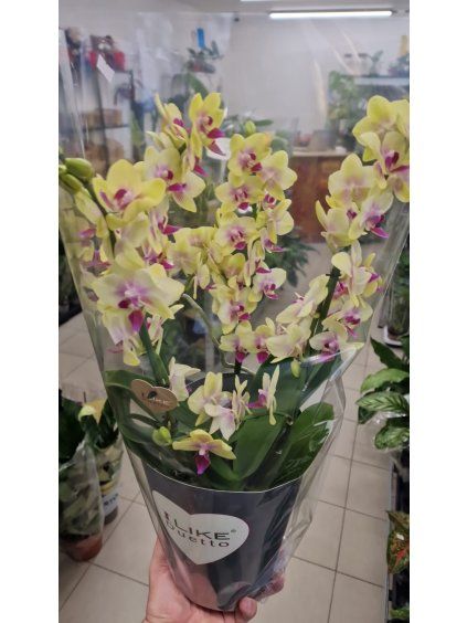 Phal duetto