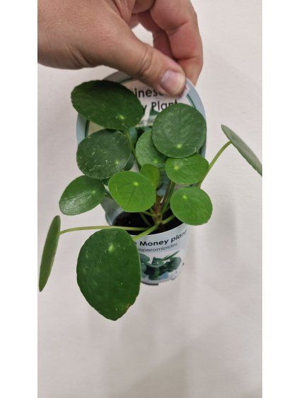 Pilea peperomioides