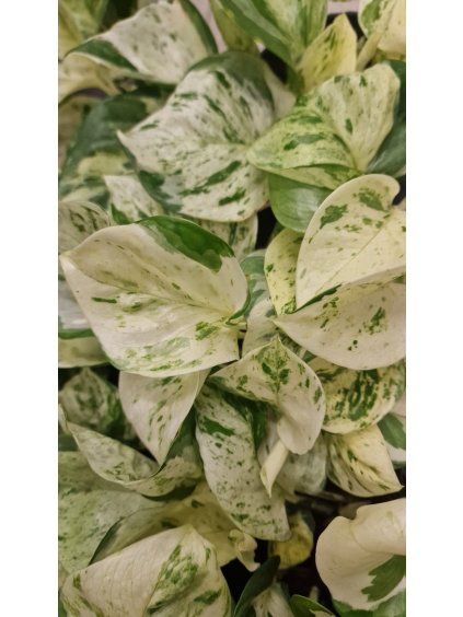 epi happy leaf1