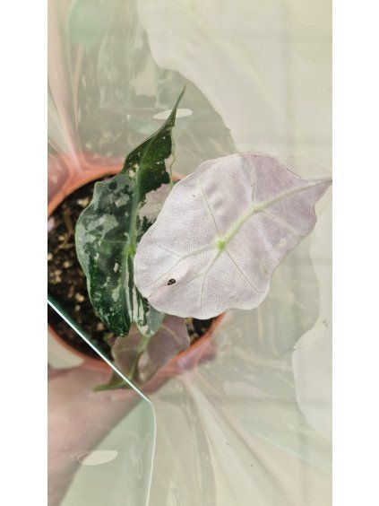aloc poly pink var