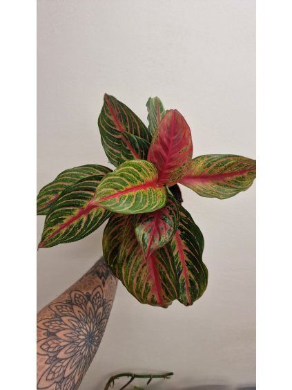 Agla red emerald