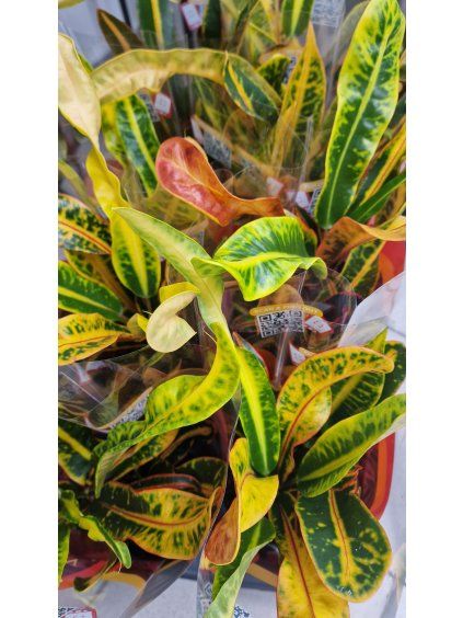Codiaeum mammi
