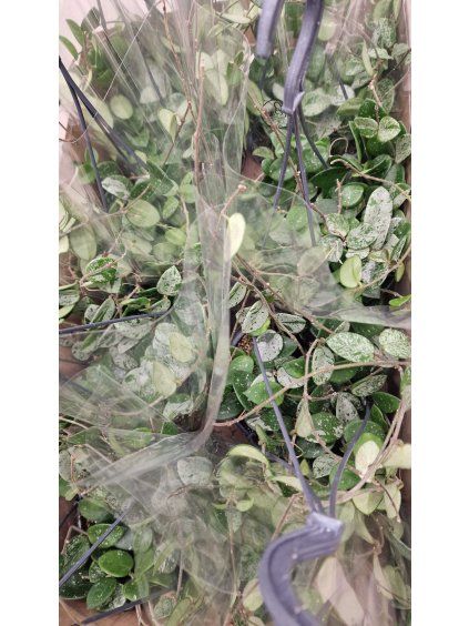 Hoya Matilde
