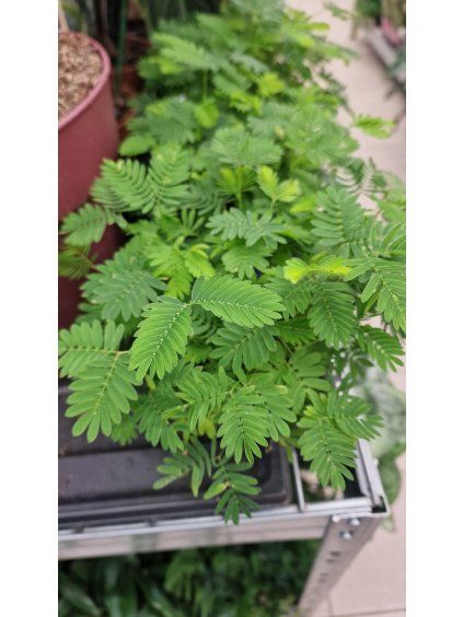 Mimosa