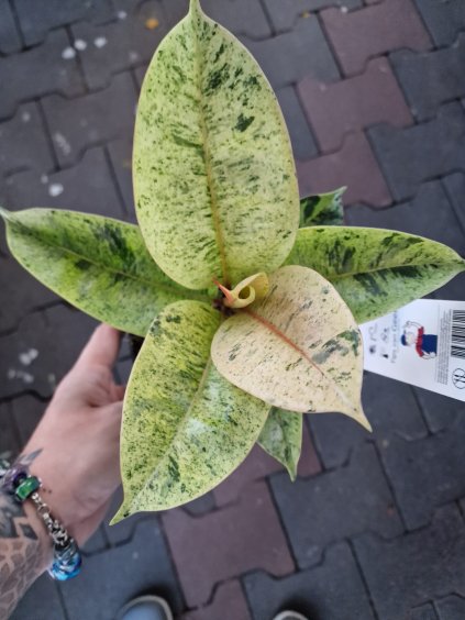 Ficus el. Shivereana