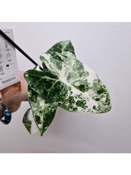 Alocasia frydek variegata1