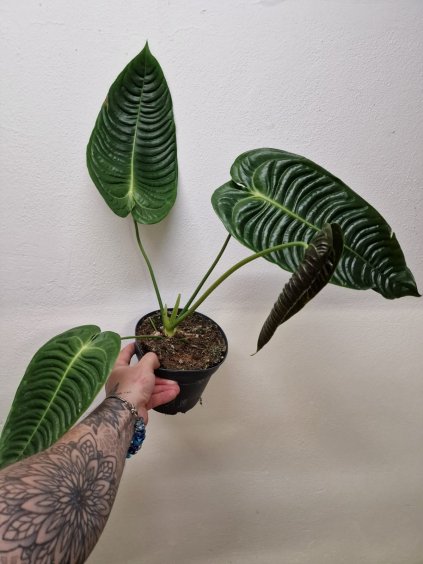 Anthurium weitchii1