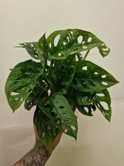 Monstera obliqua Monkey Mask3