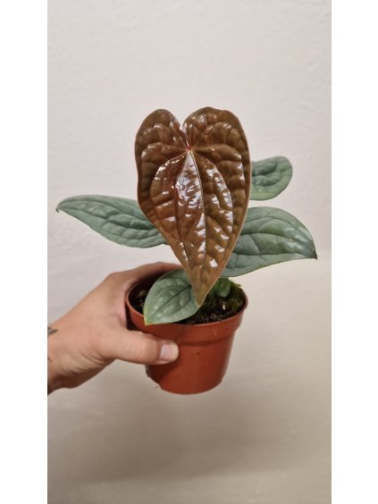 Anthurium luxurians2