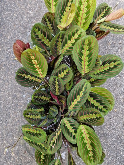 Marantha tricolor4
