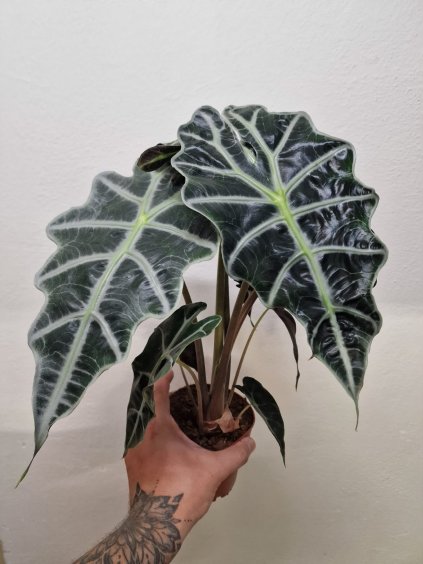 Alocasia poly3