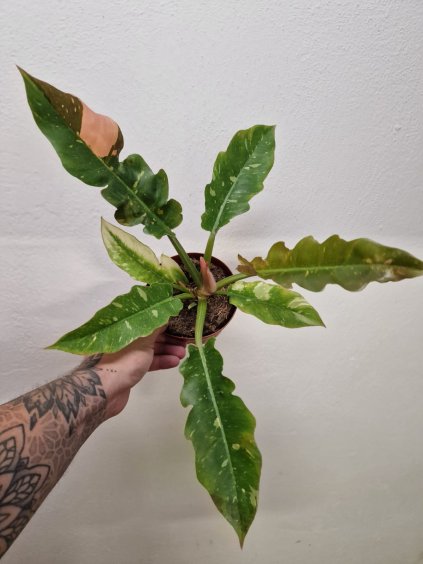Philodendron ring of fire4