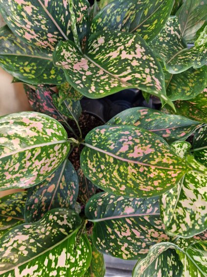 Aglaonema pink leopard