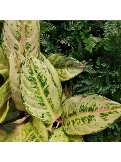 Aglaonema lime