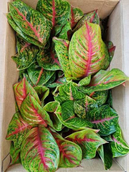 Aglaonema mix XL