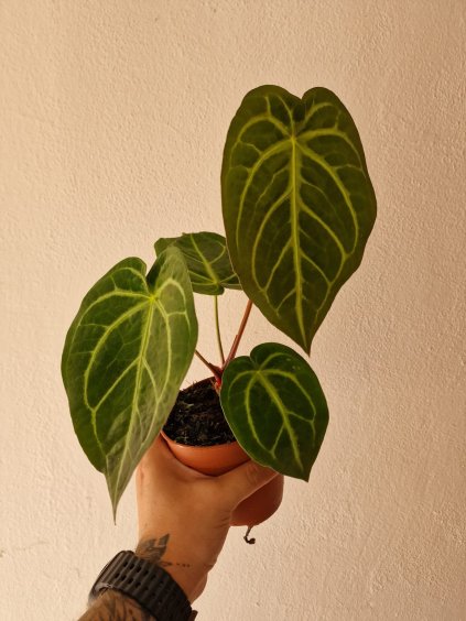 Anthu magnificum1
