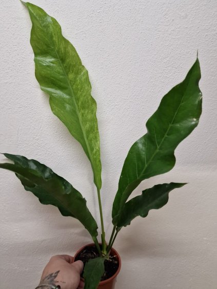 Anthurium hookeri variegata