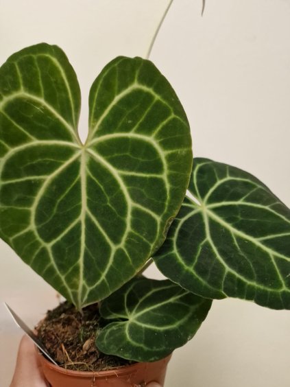 Anthu clarinervium