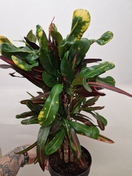 Codiaeum
